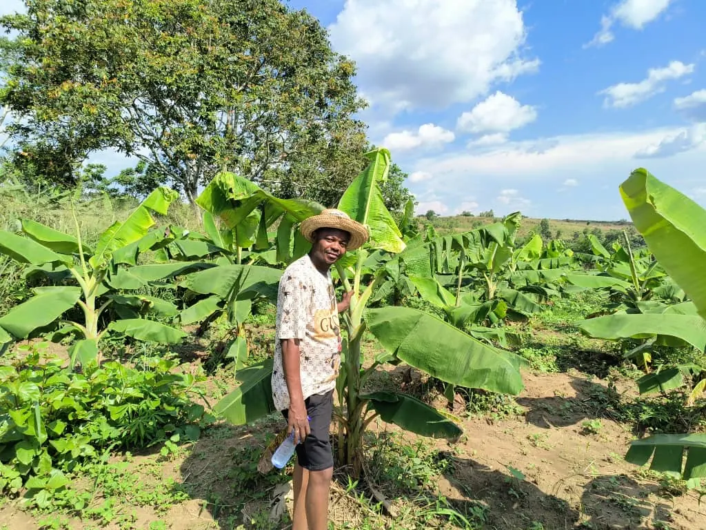 Culture de bananes