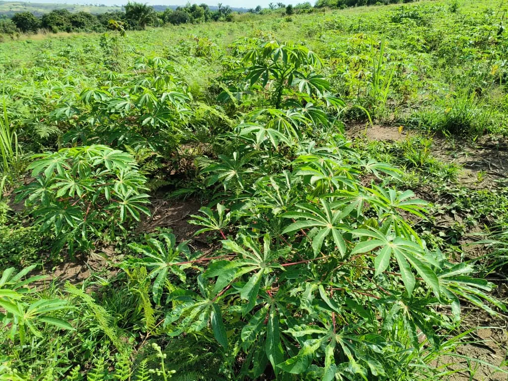 Champ de manioc