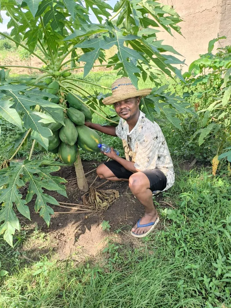 Production de papayes a la ferme Nicain's Mafuila Lisungi