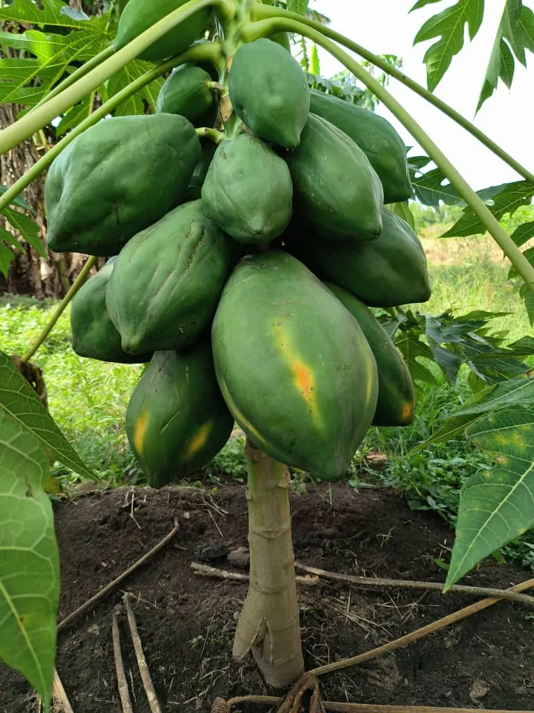 Papayes produites a la ferme