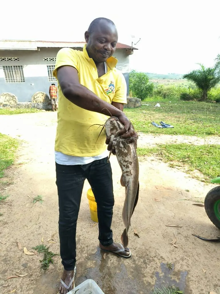 Poisson issu de la production piscicole