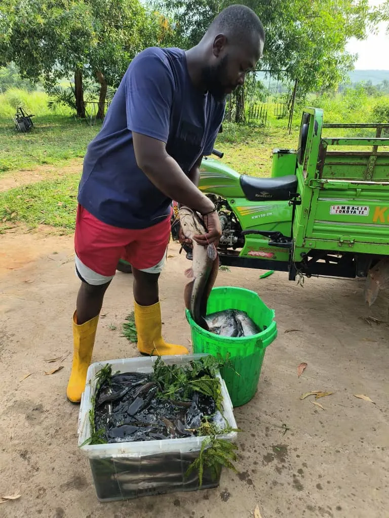 Production de poissons dans la cour de la ferme