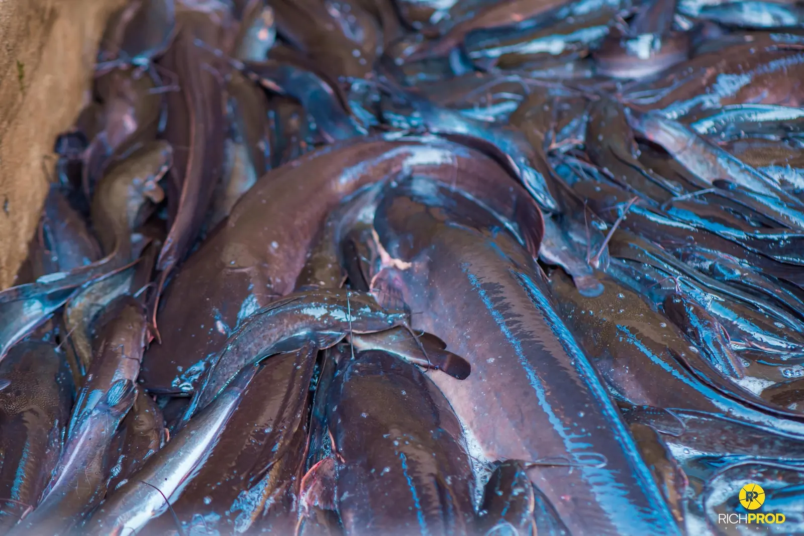 Production de silures